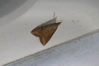 Udea ferrugalis