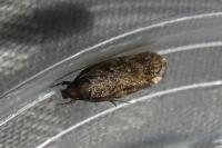 Depressaria albipunctella