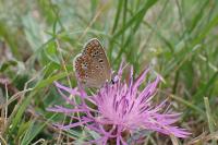 Polyommatus icarus