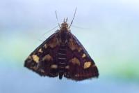 Pyrausta purpuralis