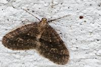 Operophtera brumata