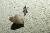 Operophtera brumata