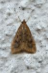 Udea ferrugalis