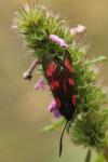 Zygaena filipendulae