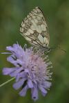 Melanargia galathea