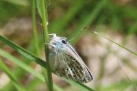 Polyommatus icarus