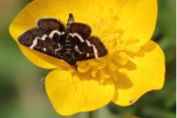 Pyrausta nigrata