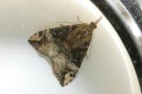 Hypena obsitalis