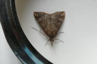 Hypena obsitalis