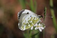 Anthocharis cardamines