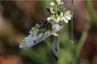 Anthocharis cardamines