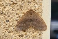 Operophtera brumata