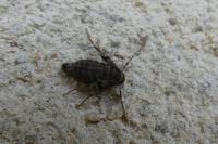 Operophtera brumata