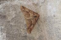 Erannis defoliaria