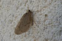 Operophtera brumata