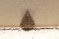 Hypena obsitalis