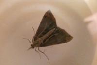 Hypena obsitalis