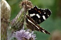 Araschnia levana