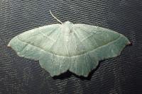 Campaea margaritaria