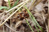 Acronicta rumicis