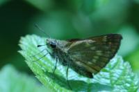 Ochlodes sylvanus