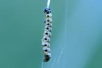 Yponomeuta