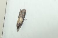 Plodia interpunctella