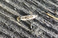 Carpatolechia decorella