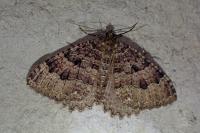 Triphosa dubitata