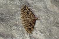 Alucita hexadactyla