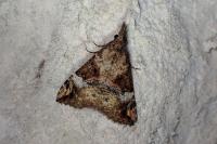 Hypena obsitalis