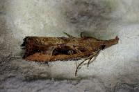 Hypena rostralis