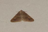Phigaliohybernia marginaria