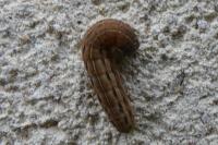 Noctua pronuba