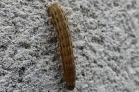Noctua pronuba