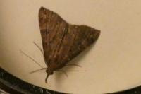 Hypena obsitalis