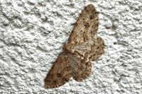 Ectropis crepuscularia