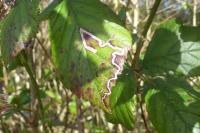 Stigmella aurella