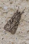 Xylocampa areola