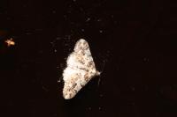 Agriopis leucophaearia