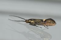 Esperia sulphurella