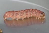 Noctua fimbriata