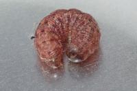 Noctua fimbriata