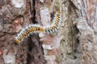 Thaumetopoea pityocampa