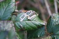 Stigmella aurella