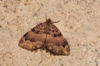 Triphosa dubitata