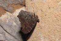 Aglais io
