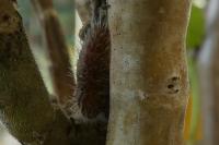 Cacyreus marshalli