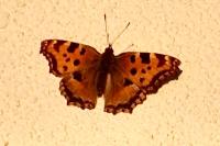 Nymphalis polychloros