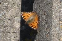 Nymphalis polychloros
